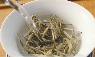 福建白茶最好的品种有哪些