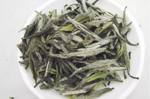 中国白茶发源地在福鼎的哪座山