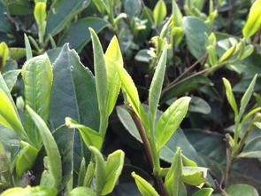 福建白茶的保质期一般是多久
