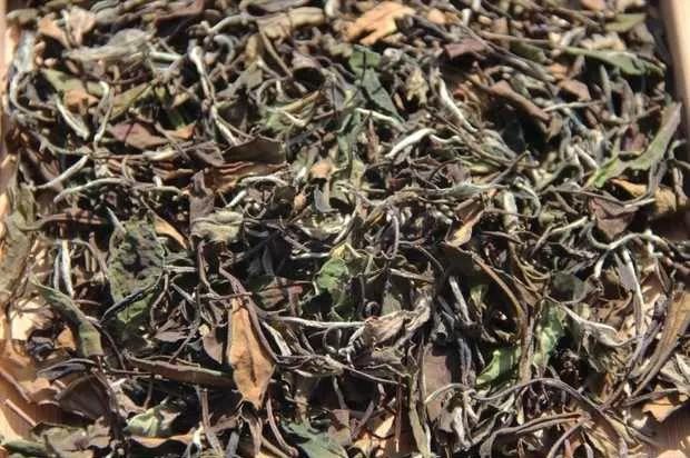 福鼎白茶十年以上的一斤多少钱