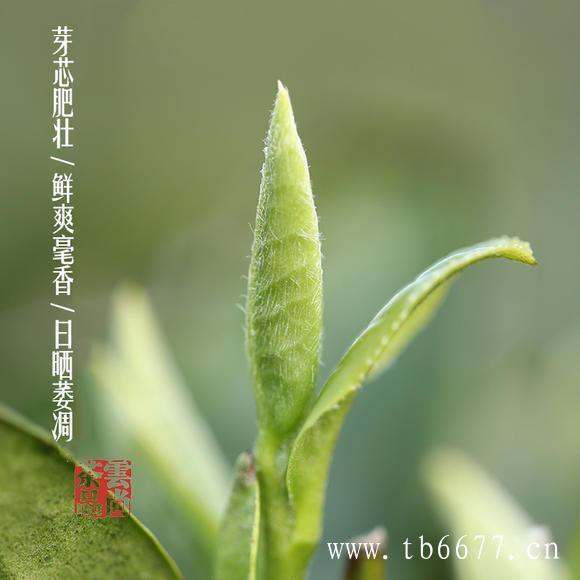 贡眉白茶独特茶树种类