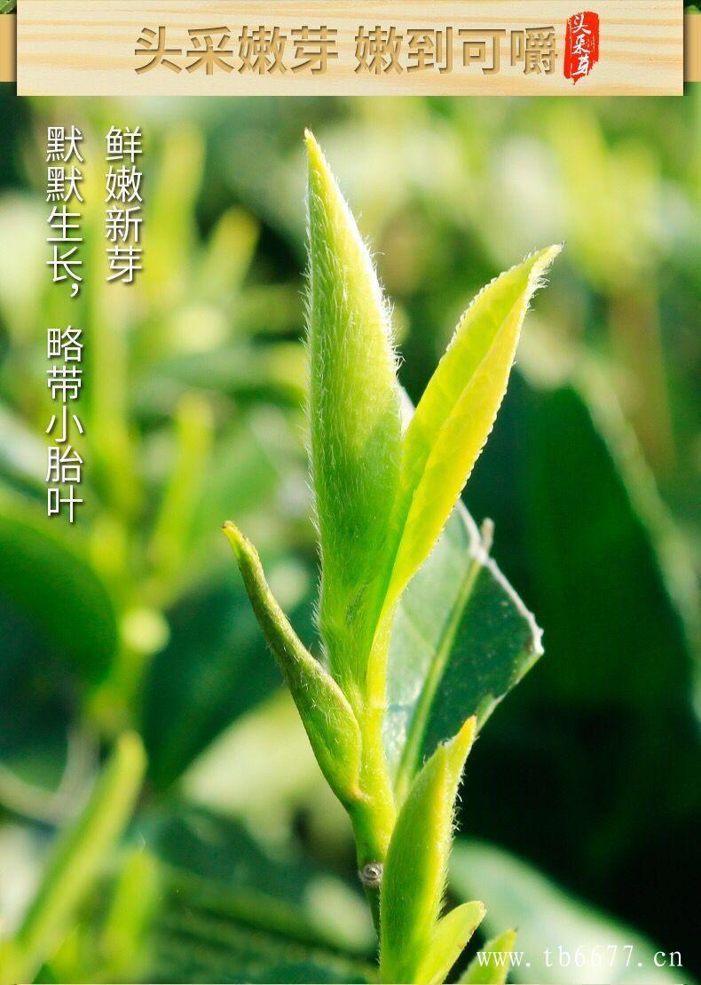 白牡丹茶的历史介绍