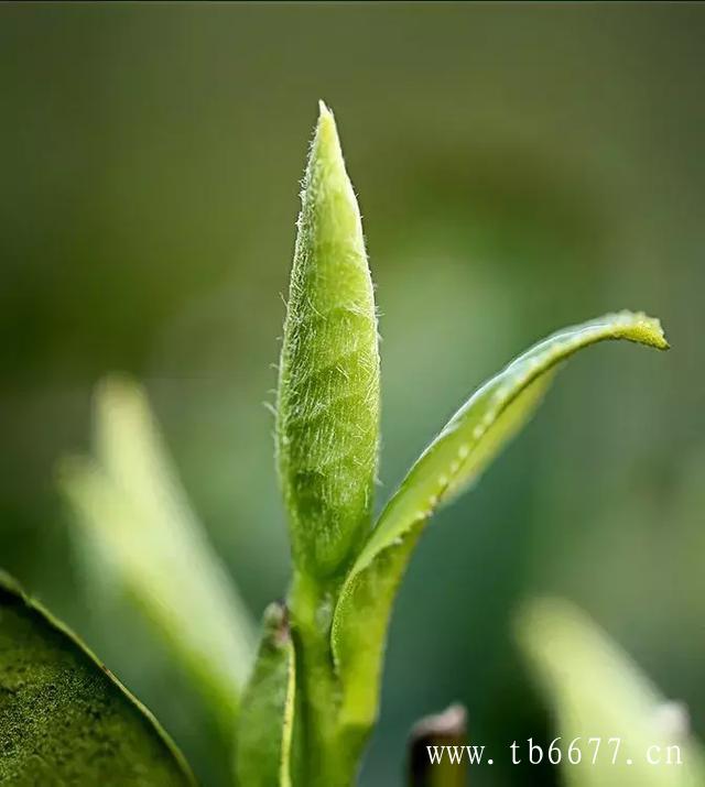 寿眉茶适宜人群