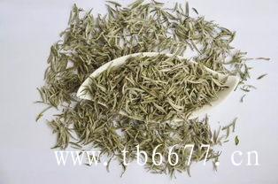 福鼎白茶菜茶是什么？