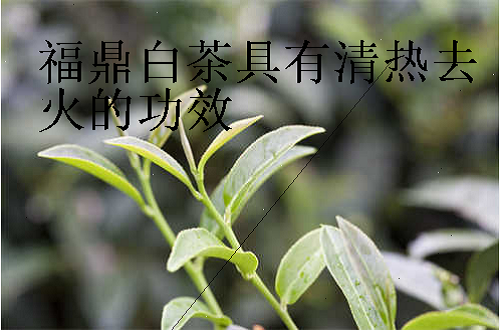 福鼎白茶具有清热去火的功效