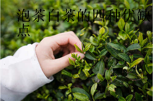 泡茶白茶的四种优缺点