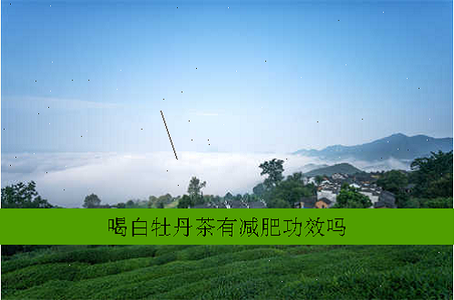 喝白牡丹茶有减肥功效吗