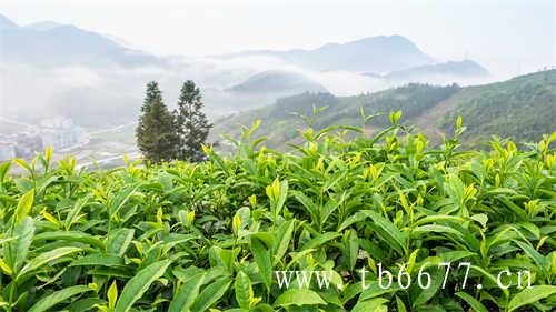 福鼎白茶日晒寿眉茶叶价格