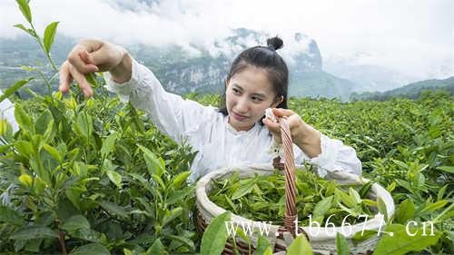 四十一年古法老白茶