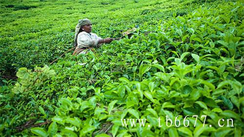 夏天喝什么茶最好