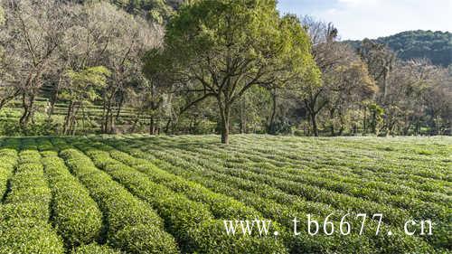 桂花乌龙茶茶包