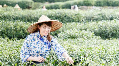 陈香老白茶寿眉