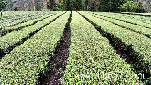 七年一级贡眉茶多少钱一斤