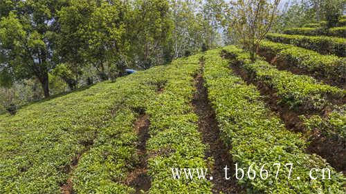 寿眉是白茶中低端茶吗