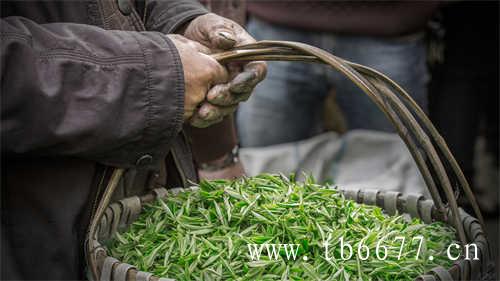 福鼎白茶茶饼存放方法