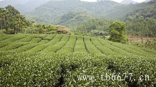 七年一级贡眉茶多少钱一斤