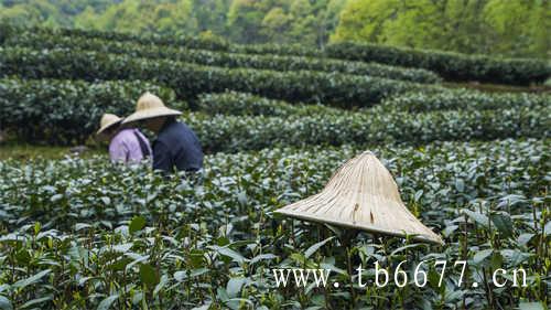 福鼎白茶的发源地在哪里