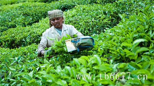 贡眉茶的价格决定因素