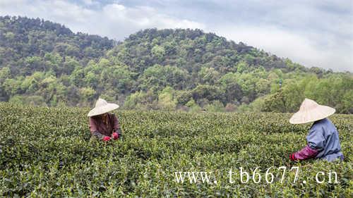 白牡丹茶和寿眉哪个好