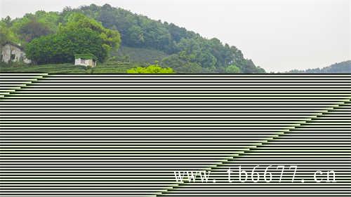 福建寿眉白茶多少钱一斤