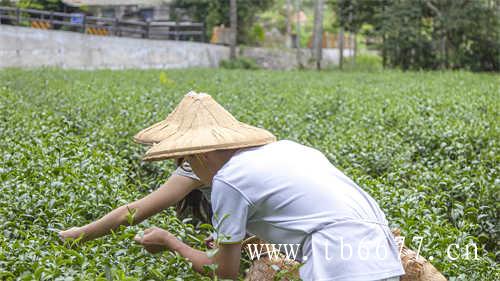 文山包种茶的由来你了解多少