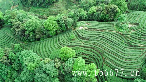 福鼎太姥山核心景区茶树