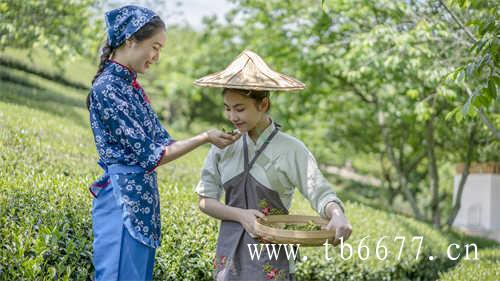 如何存放撬开的白茶饼比较好