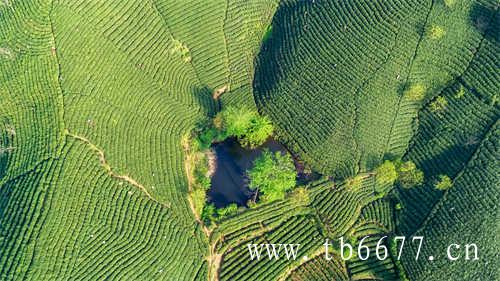 寿眉白茶价格表格