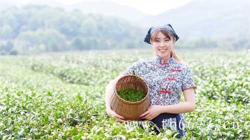 乌龙茶什么价位