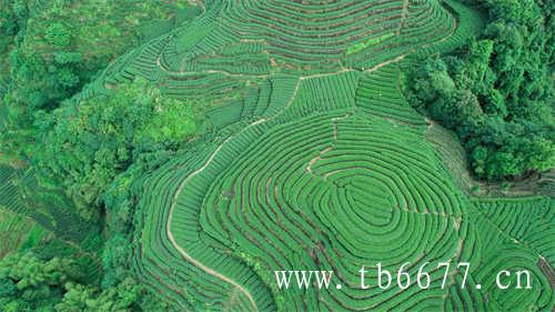 竹叶青茶叶的定位就是高端绿茶