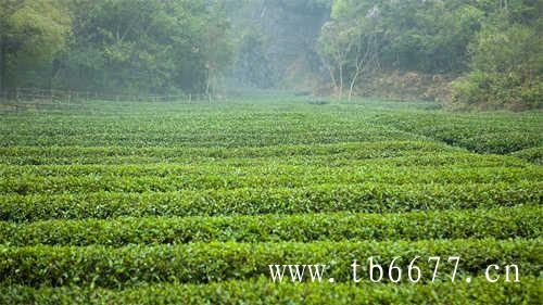 你知道哪些关于茶的小技巧